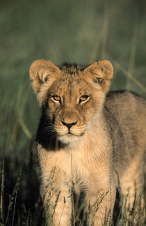 A Lion cub observes the camera from the long grass. by Danita Delimont