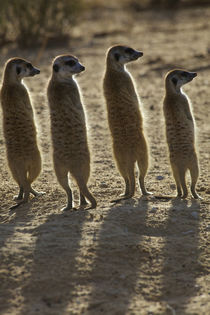 A family of Meerkats with their backs to the camera, Kgalaga... by Danita Delimont