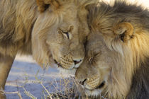 Two Lions rubbing each other, Kgalagadi Transfrontier Park, ... by Danita Delimont