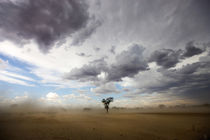 A dust storm, Kgalagadi Transfrontier Park, Northern Cape, S... by Danita Delimont