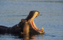 Hippopotamus, Yawning in the evening, Kruger National Park, ... by Danita Delimont