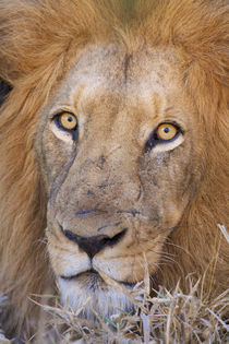 A portrait of a Lion, Kapama Private Game Reserve, Hoedsprui... von Danita Delimont
