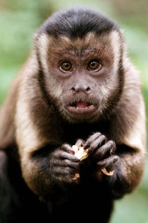 Close-up of a black-capped capuchin monkey at the Bush Babie... von Danita Delimont