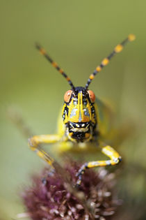 A close-up of an Elegant Grasshopper, uMkhunyane, Mpumalanga... by Danita Delimont