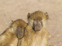 Chacma Baboon two subadults in the early morning, Chobe Nati... by Danita Delimont