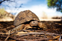 Close up of a Leopard tortoise, Fraserburg, South Africa von Danita Delimont