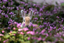 rabbit farm, Dwerghasies, Fairland, South Africa von Danita Delimont