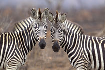Plain Zebras, Kruger National Park, South Africa by Danita Delimont