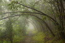 Misty forest scene, iXopo, KwaZulu-Natal, South Africa. by Danita Delimont