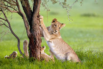 African Lions, in rainy season, Kgalagadi Transfrontier Park... by Danita Delimont