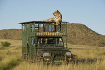 Bengal Tiger searching for prey from top of vehicle by Danita Delimont