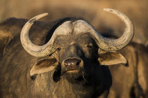 Buffalo, Private game ranch, Great Karoo, South Africa by Danita Delimont