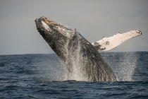 Humpback Whale von Danita Delimont