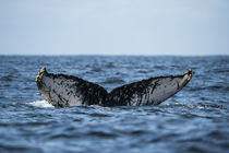 Humpback Whale by Danita Delimont