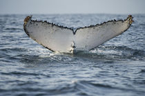 Humpback Whale by Danita Delimont