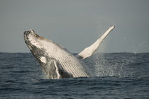 Humpback Whale von Danita Delimont