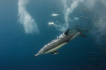 Long-beaked common dolphin & Cape gannet by Danita Delimont