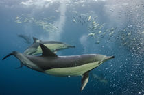 Long-beaked common dolphin & snorkeler by Danita Delimont