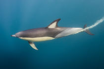Long-beaked common dolphin by Danita Delimont