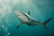 Oceanic Black-tip shark & Remora by Danita Delimont