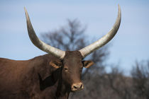 Watusi cattle von Danita Delimont