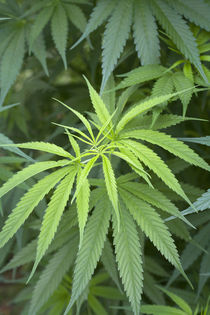 Close-up view of marijuana plant, Malkerns, Swaziland von Danita Delimont