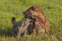 Spotted hyena, Ngorongoro Conservation Area, Tanzania. by Danita Delimont