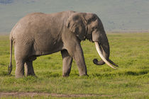 African elephant, Ngorongoro Conservation Area, Tanzania. by Danita Delimont