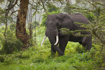 African elephant, Ngorongoro Conservation Area, Tanzania. by Danita Delimont