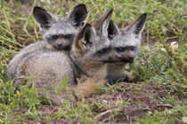 Bat-eared foxes, Serengeti National Park, Tanzania. von Danita Delimont