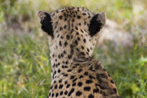 Cheetah, Serengeti National Park, Tanzania. von Danita Delimont
