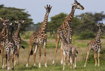 Maasai giraffe, Serengeti National Park, Tanzania. von Danita Delimont
