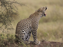 Africa, Tanzania, Serengeti, leopard yawning. von Danita Delimont