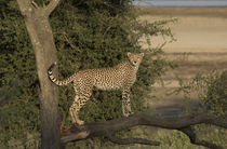 Africa, Tanzania, Serengeti by Danita Delimont