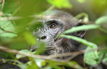 Wild chimpanzee looking through the vegetation by Danita Delimont