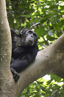View of Chimpanzee in tree, Mahale Mountains National Park, Tanzania by Danita Delimont
