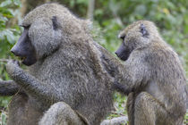 Sitting Juvenile Yellow baboon grooms the back of an adult, ... von Danita Delimont