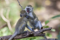 Two juvenile vervet monkey balance on a log fighting, Lake M... by Danita Delimont