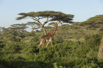 Landscape of erect adult Masai giraffe walks through green s... by Danita Delimont