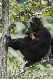 Tanzania, Chimpanzee family resting at Gombe Stream National Park. by Danita Delimont
