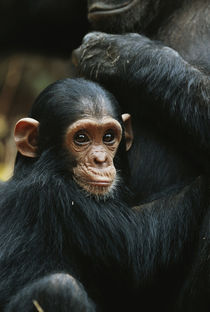Tanzania, Chimpanzee family resting at Gombe Stream National Park. von Danita Delimont
