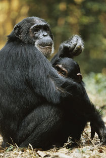Tanzania, Chimpanzee female animal and son sitting at Gombe ... by Danita Delimont