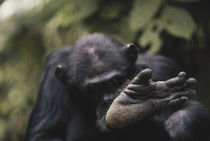 Tanzania, Gombe Stream National Park, Chimpanzee foot, close-up. von Danita Delimont