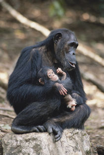 Tanzania, Gombe Stream National Park, Chimpanzees sitting on rock. by Danita Delimont