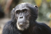 Tanzania, Gombe Stream National Park, Close-up of male Chimpanzee. by Danita Delimont