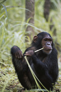 Tanzania, Gombe Stream National Park, Female chimpanzee sitt... by Danita Delimont