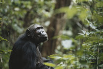 Tanzania, Gombe Stream National Park, Female chimpanzee. by Danita Delimont