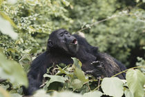 Tanzania, Gombe Stream National Park, Male chimpanzee sitting on tree. von Danita Delimont