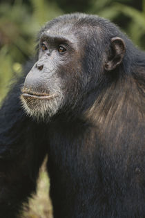 Tanzania, Gombe Stream National Park, Male chimpanzee. by Danita Delimont