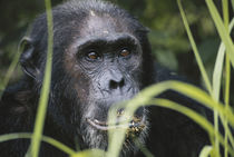 Tanzania, Gombe Stream National Park, Male chimpanzee. von Danita Delimont